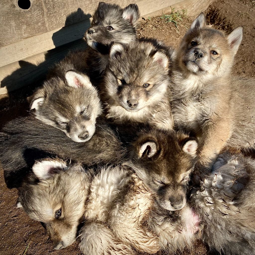 chiot Siberian Husky Aurore Mounier