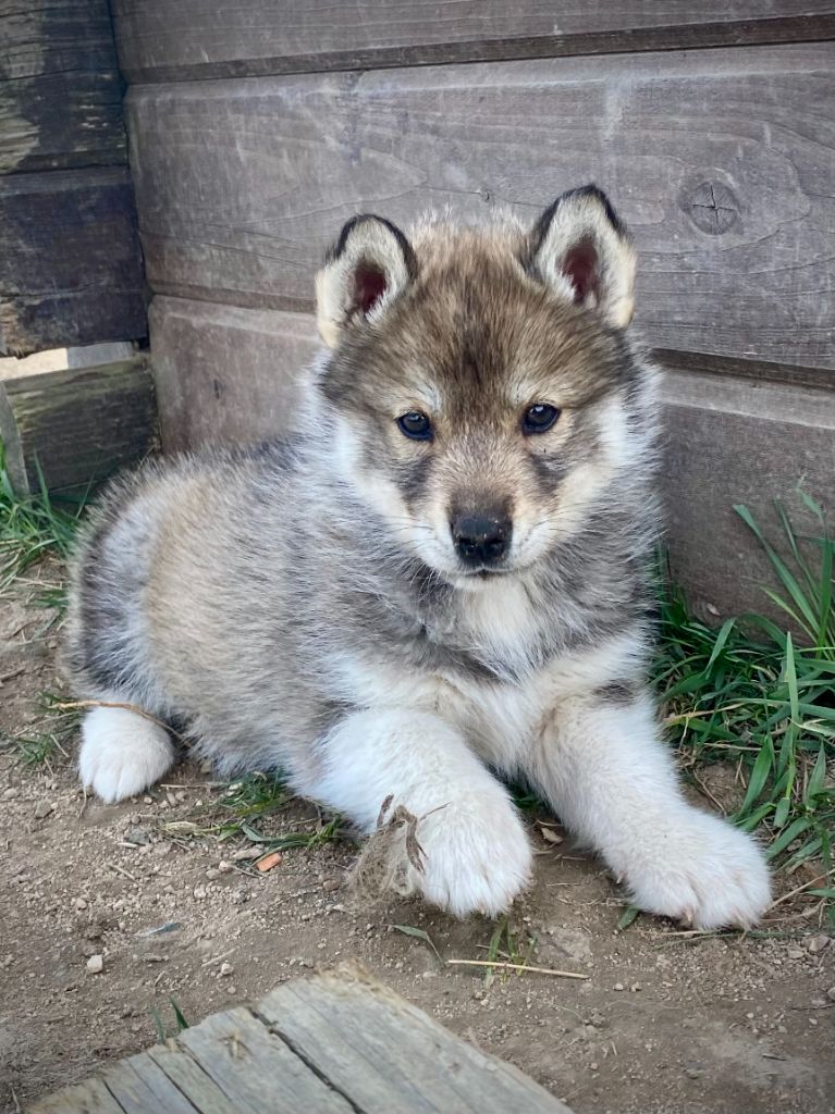 Aurore Mounier - Chiots disponibles - Siberian Husky