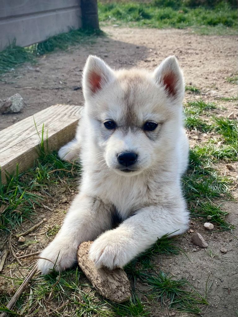 Aurore Mounier - Chiots disponibles - Siberian Husky